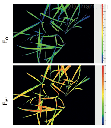 plantscreen野外高通量植物表型分析平台fieldbasedhighthroughput